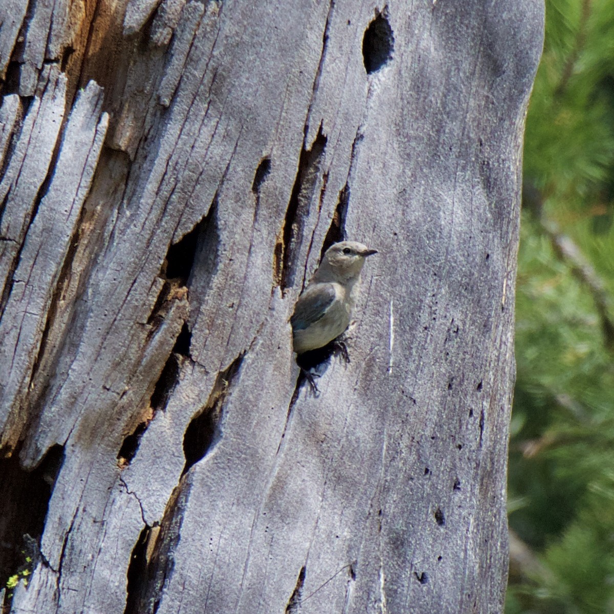 Mountain Bluebird - Charlotte Allen