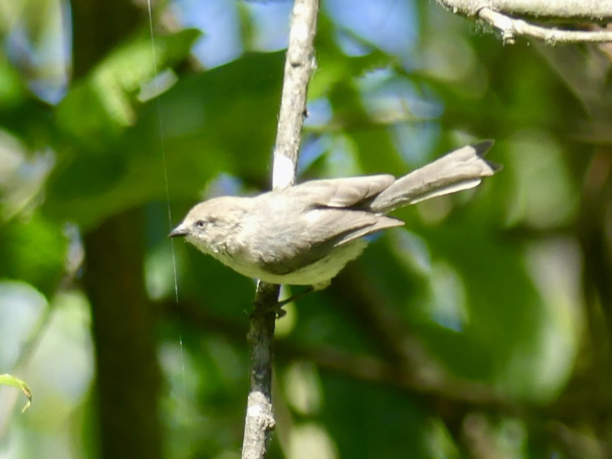 Bushtit (Pacific) - ML164685791