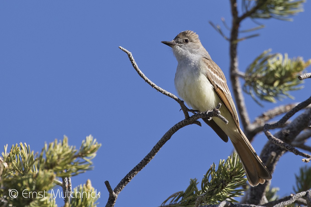 Ash-throated Flycatcher - ML164685961