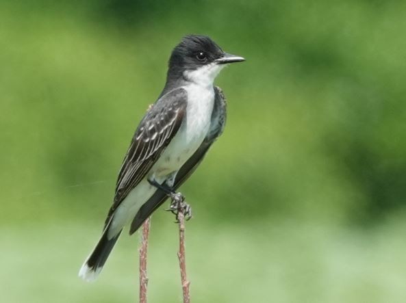 Eastern Kingbird - ML164687051