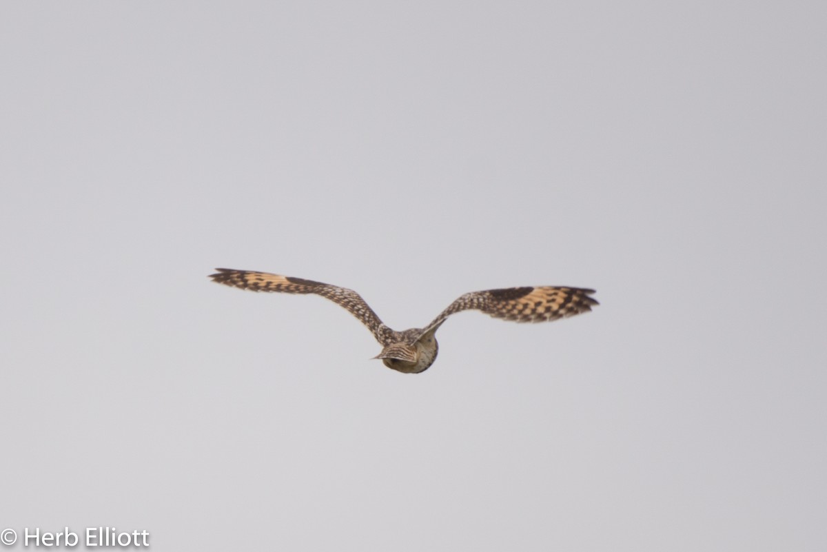 Short-eared Owl - ML164688171