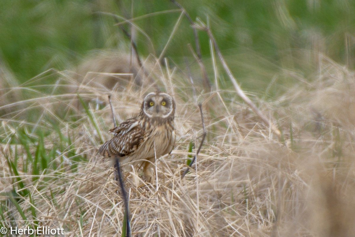 Short-eared Owl - ML164688191