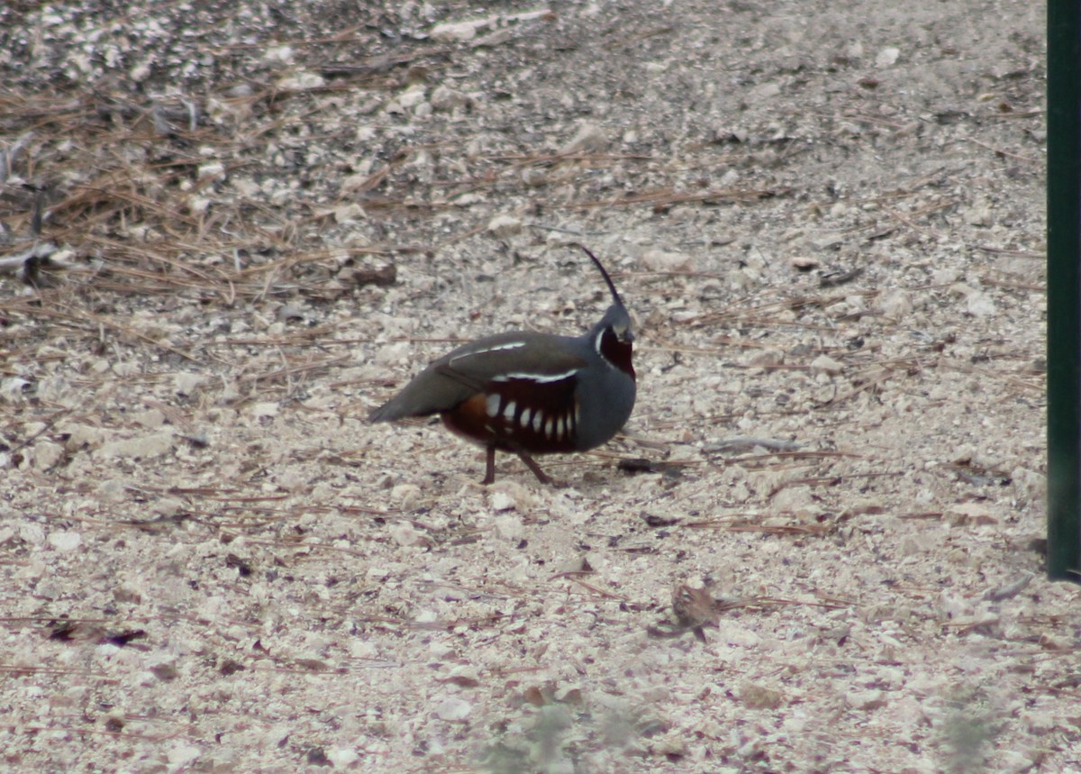 Mountain Quail - ML164688421