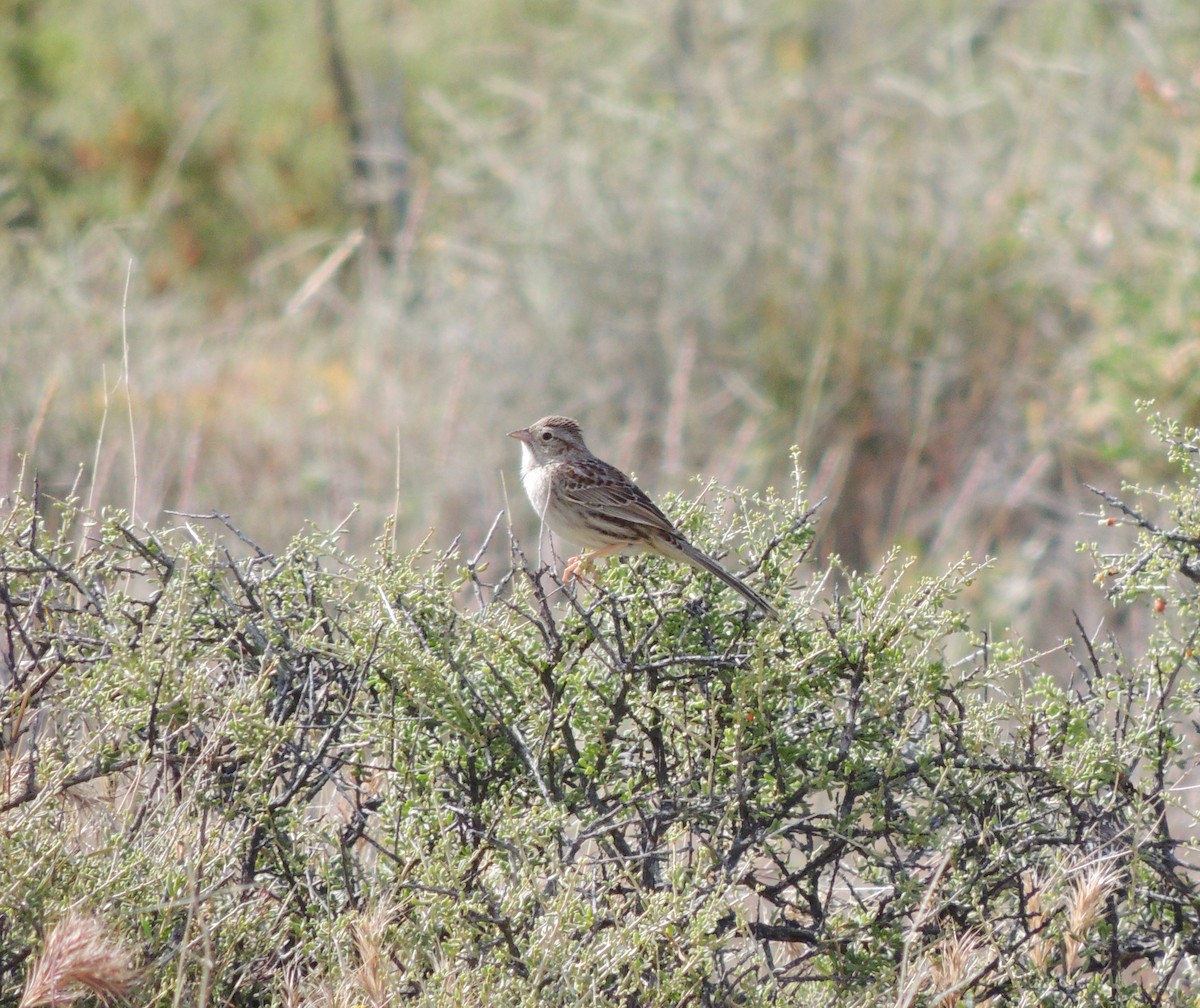 Cassin's Sparrow - ML164689091