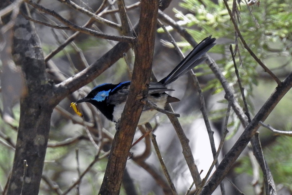 Superb Fairywren - ML164692131