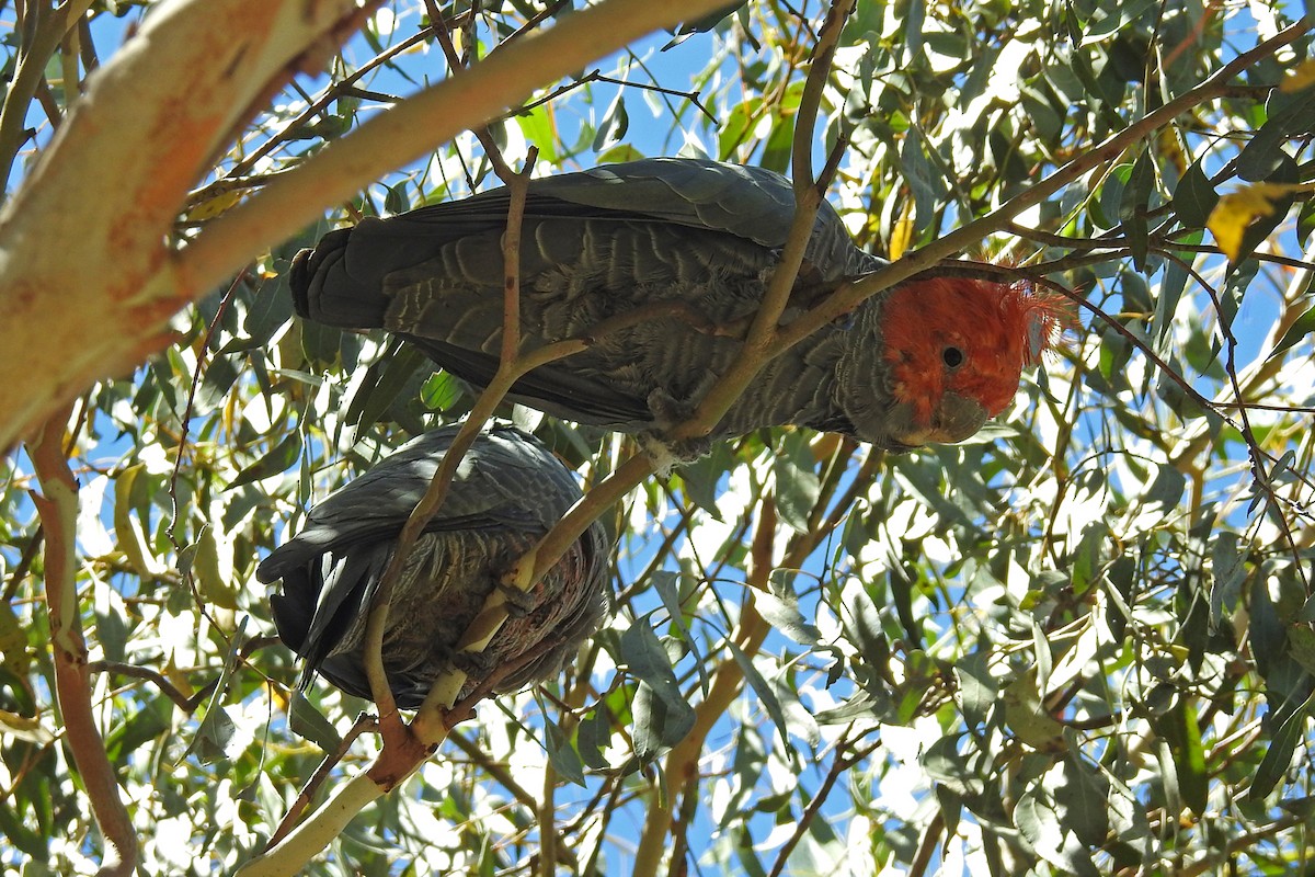 Gang-gang Cockatoo - ML164692281