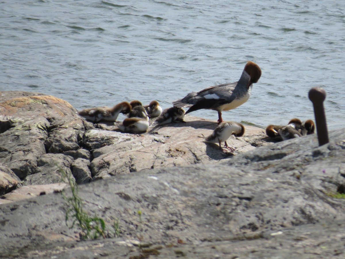 Common Merganser - ML164692421