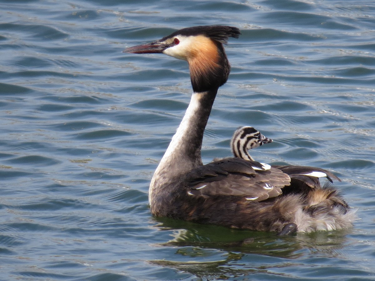 Great Crested Grebe - George Mayfield
