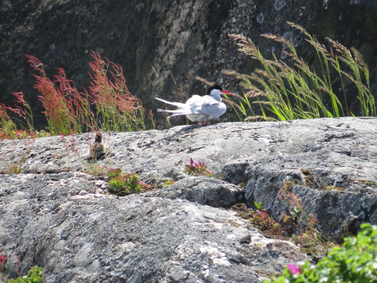 Arctic Tern - ML164693411