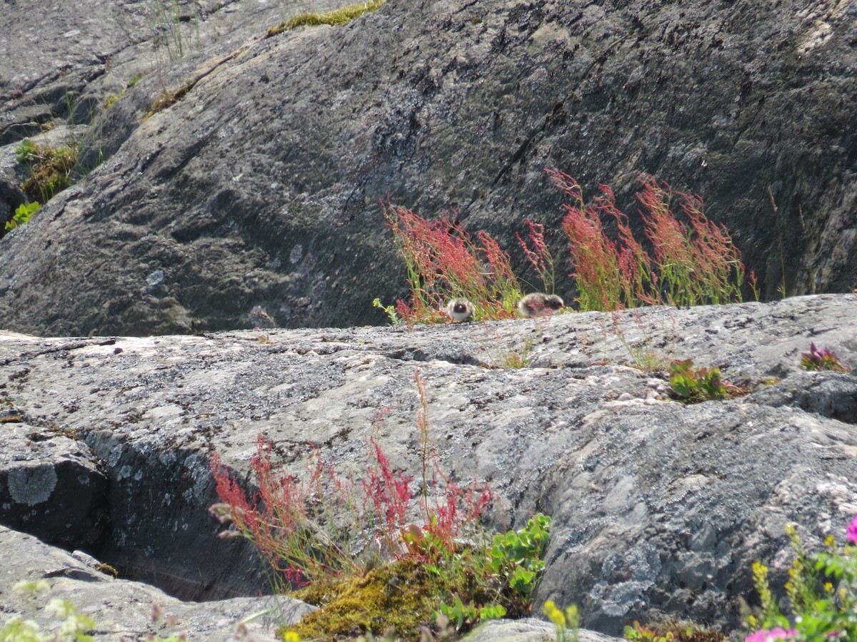 Arctic Tern - ML164693421