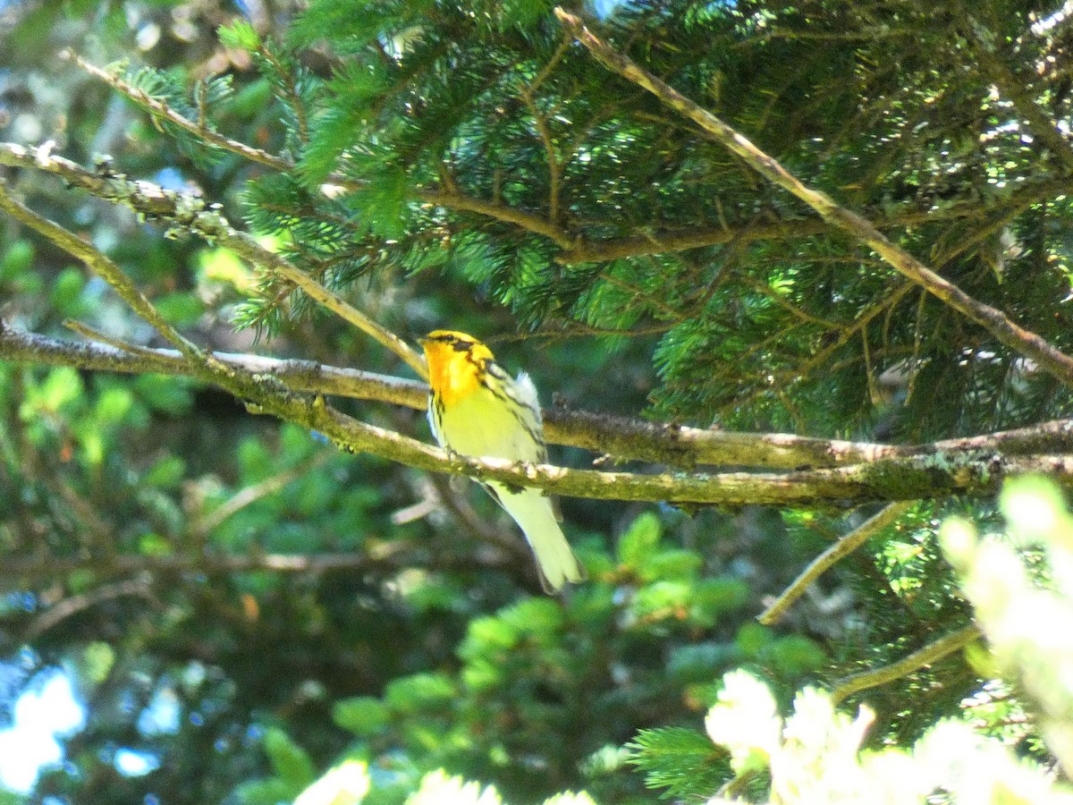 Blackburnian Warbler - ML164693491