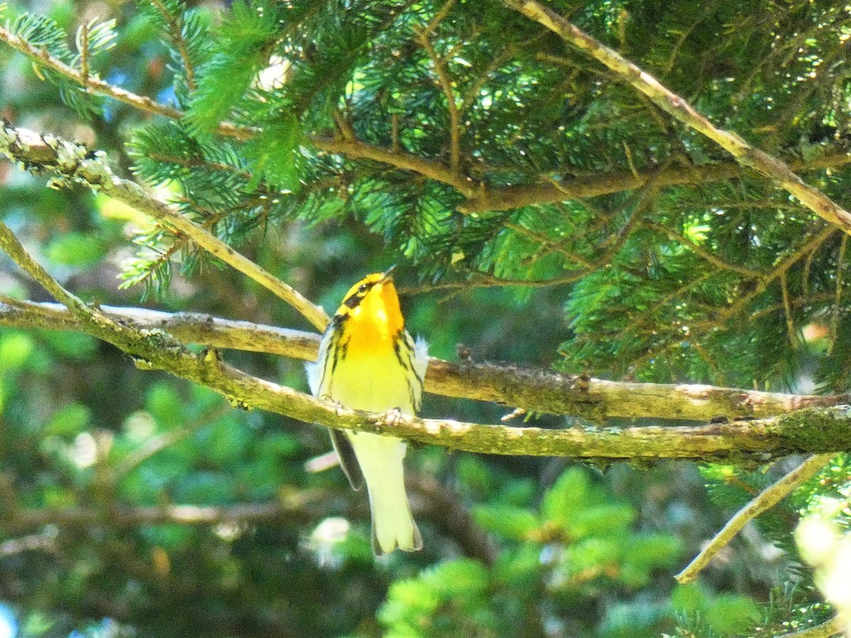 Blackburnian Warbler - ML164693571