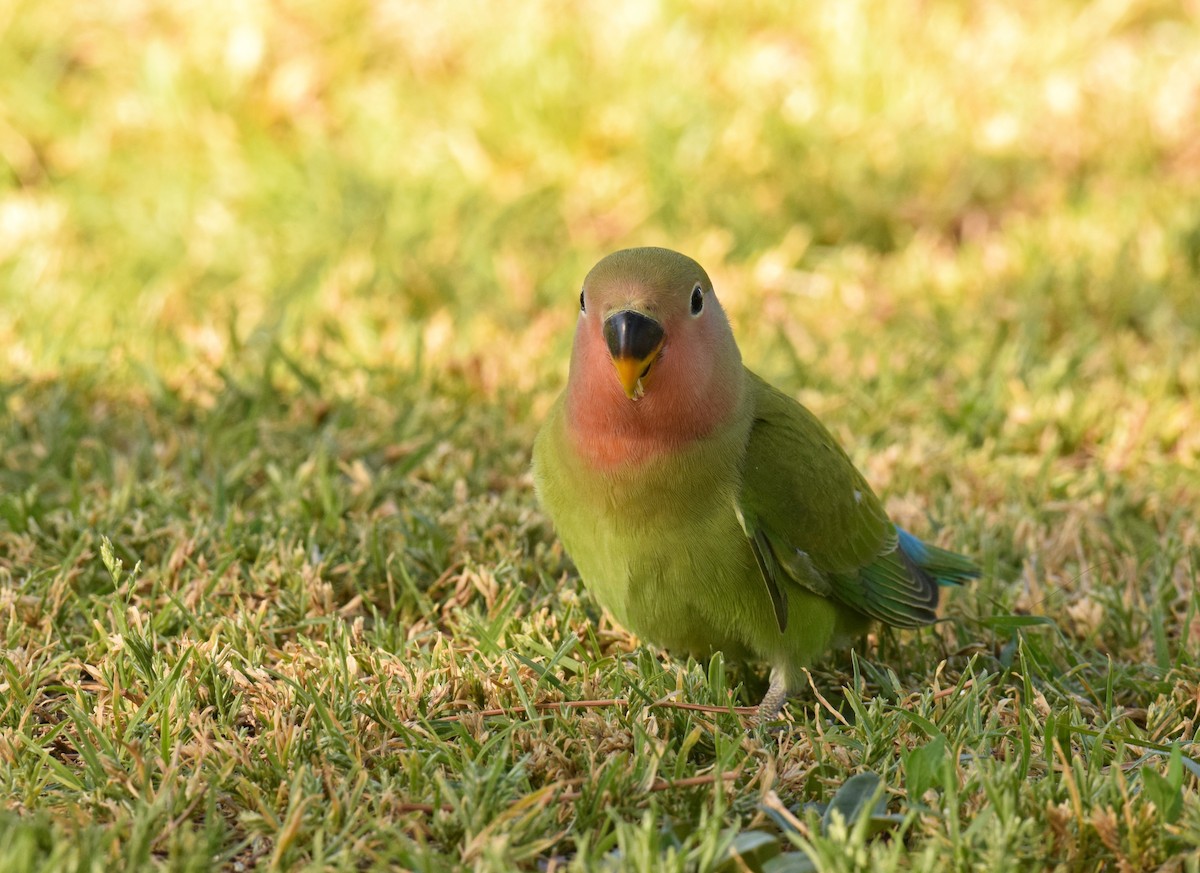 Rosy-faced Lovebird - Ryan O'Donnell