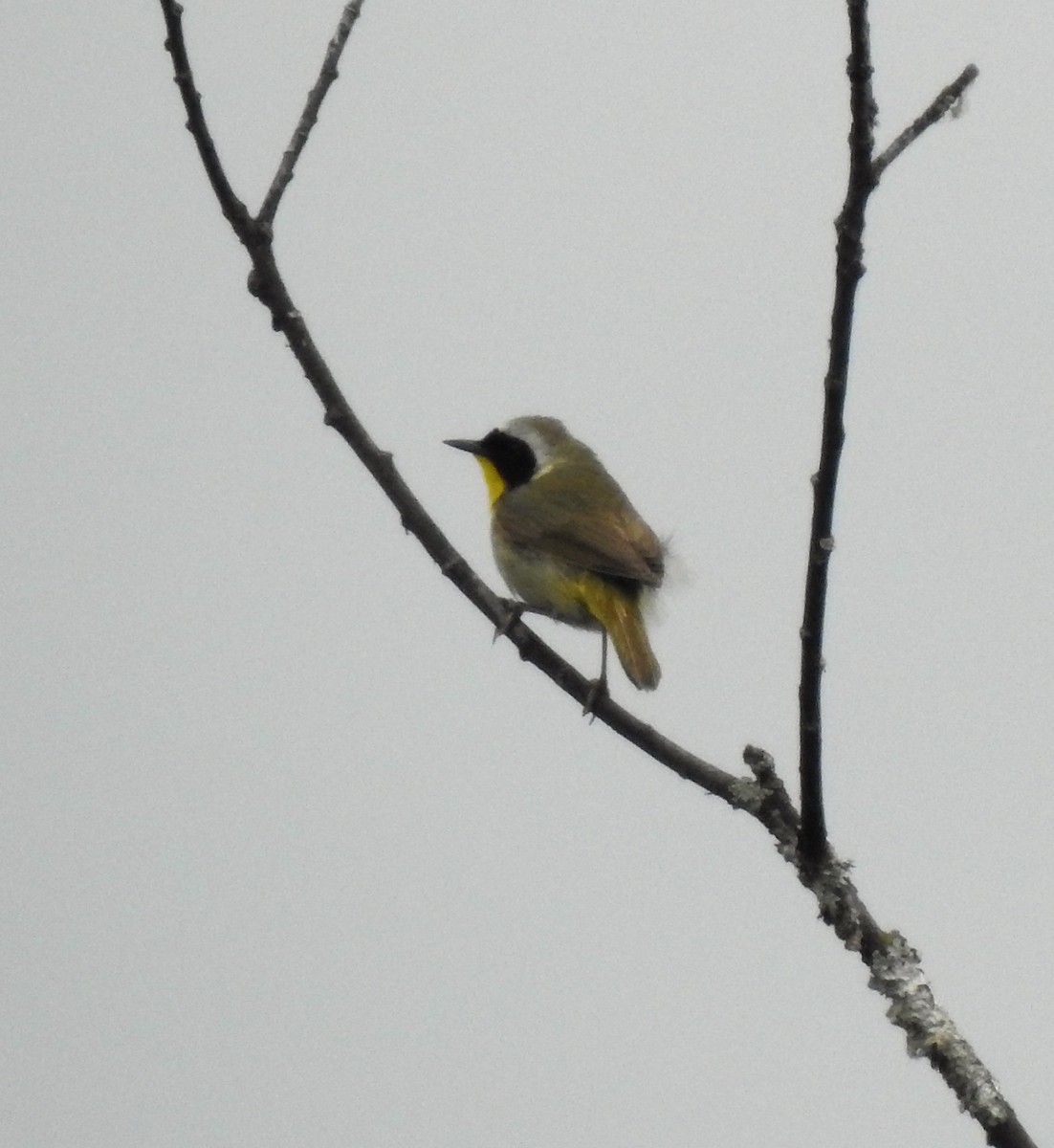 Common Yellowthroat - ML164695821