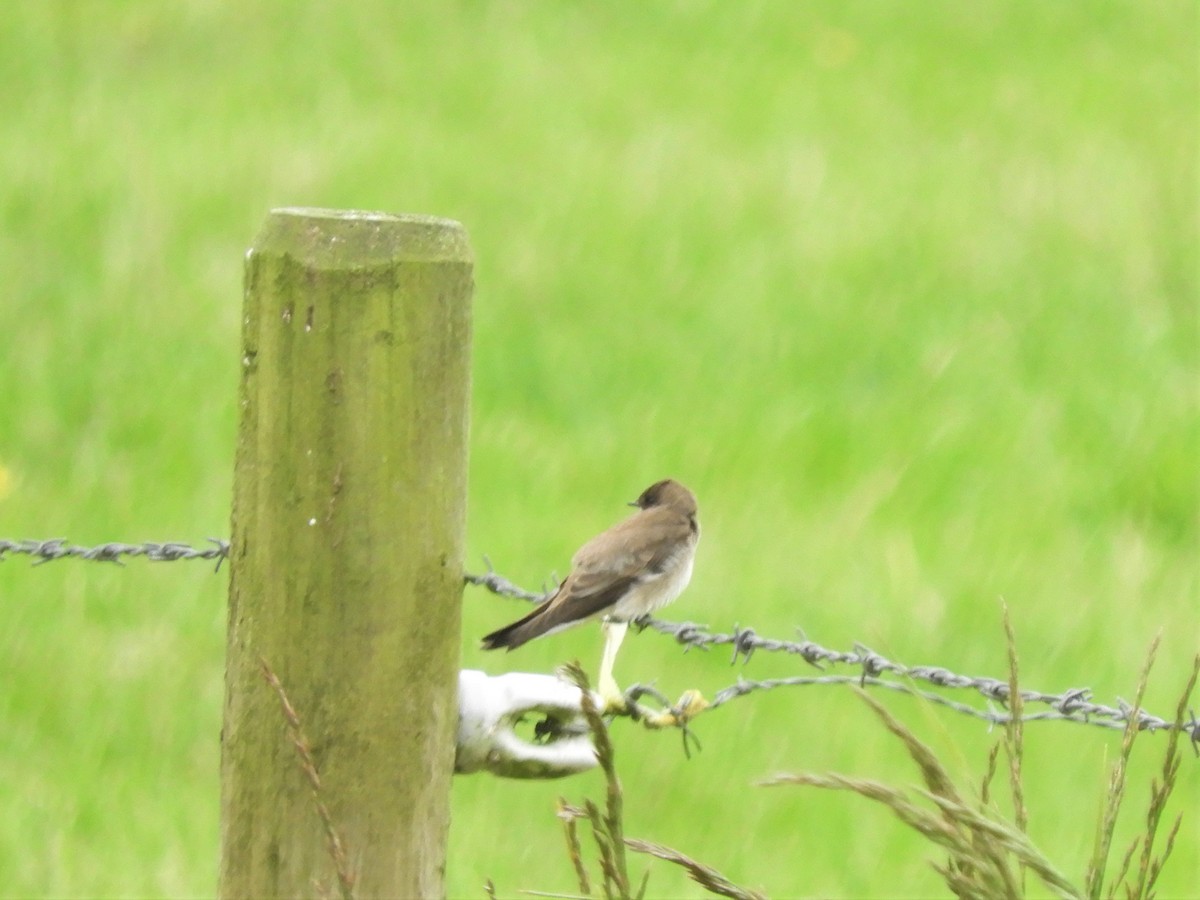 Hirondelle à ailes hérissées - ML164695841