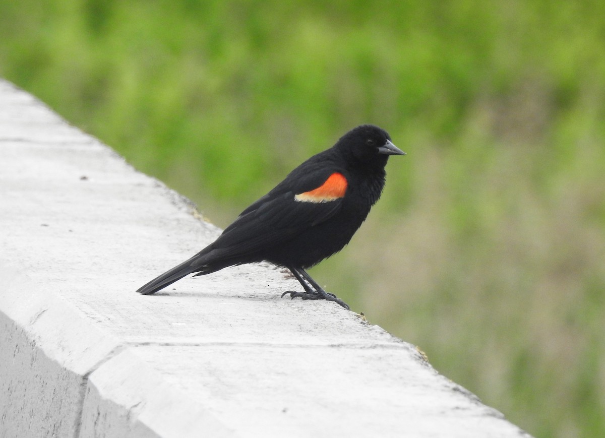 Red-winged Blackbird - ML164695851