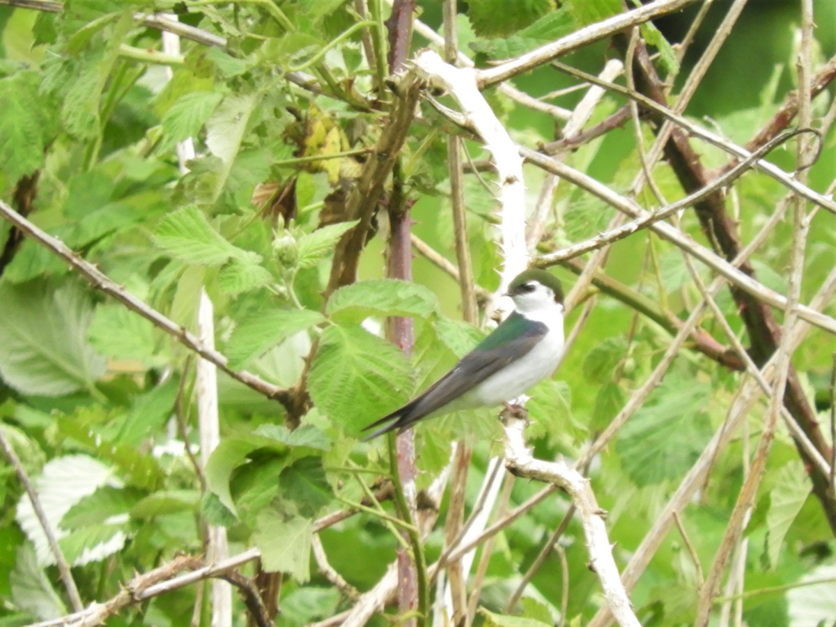 Hirondelle à face blanche - ML164696151