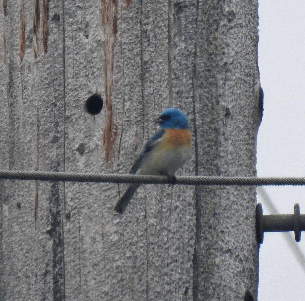 Lazuli Bunting - ML164696191