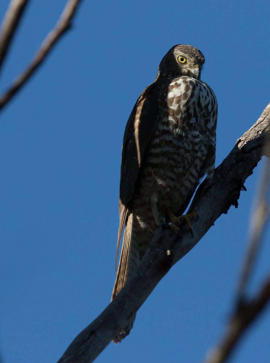 Brown Goshawk - Chris Barnes