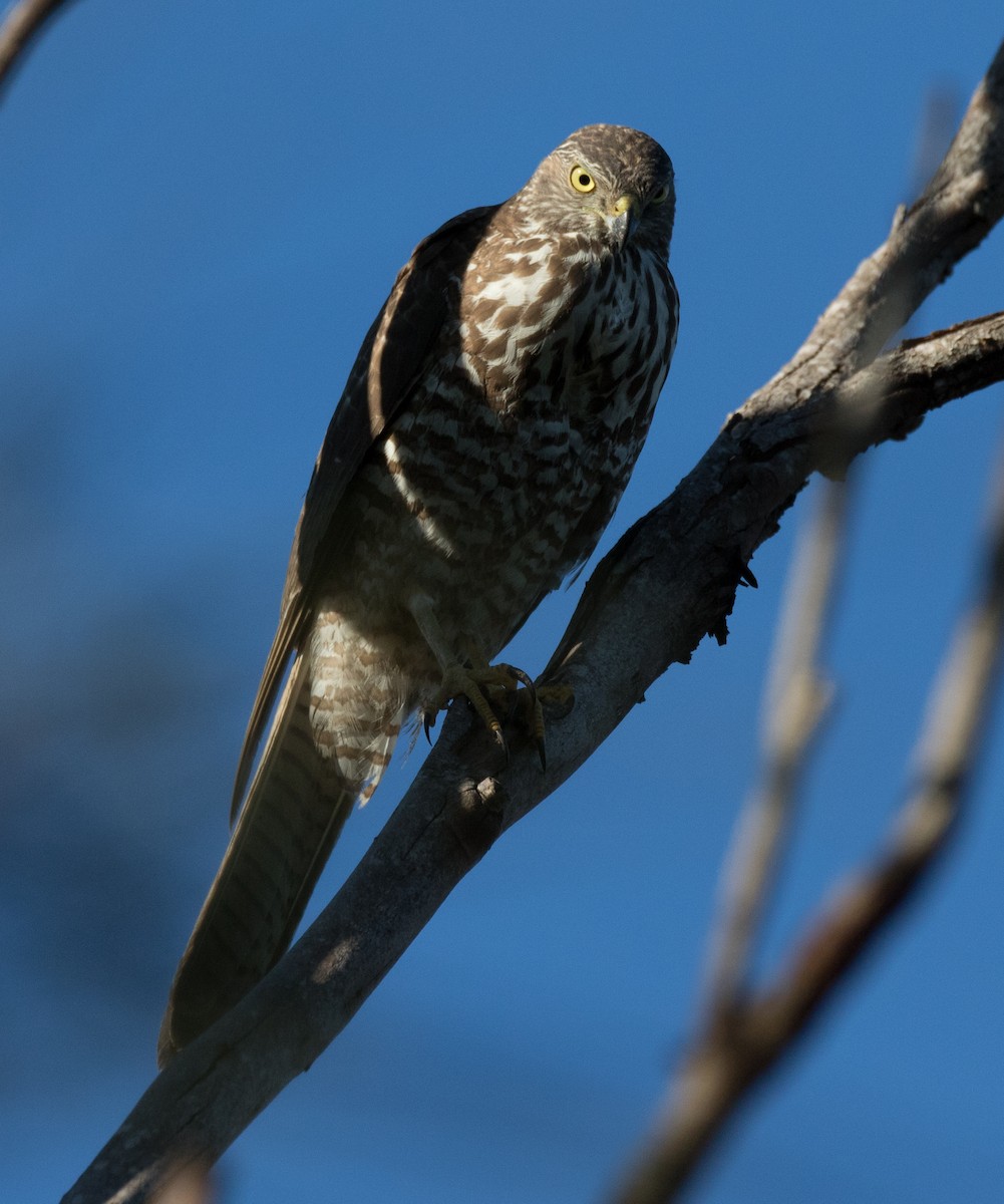 Brown Goshawk - Chris Barnes