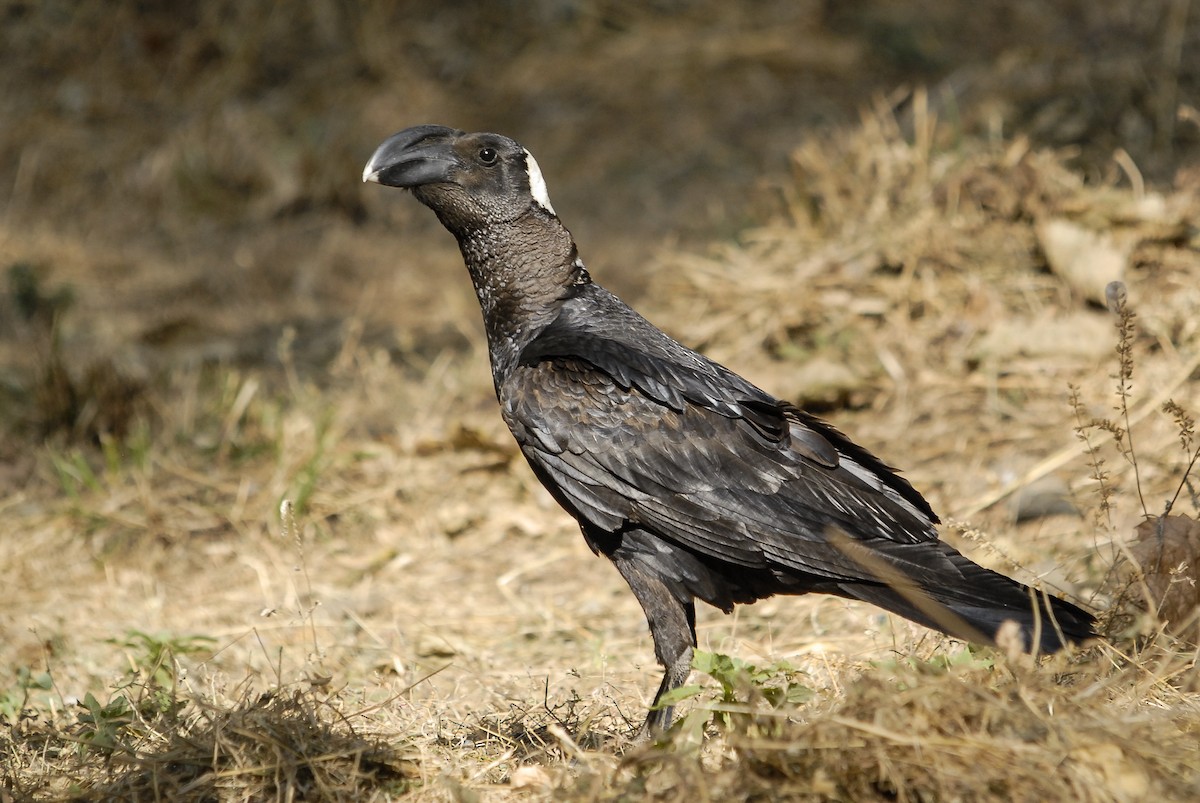 Thick-billed Raven - ML164699621