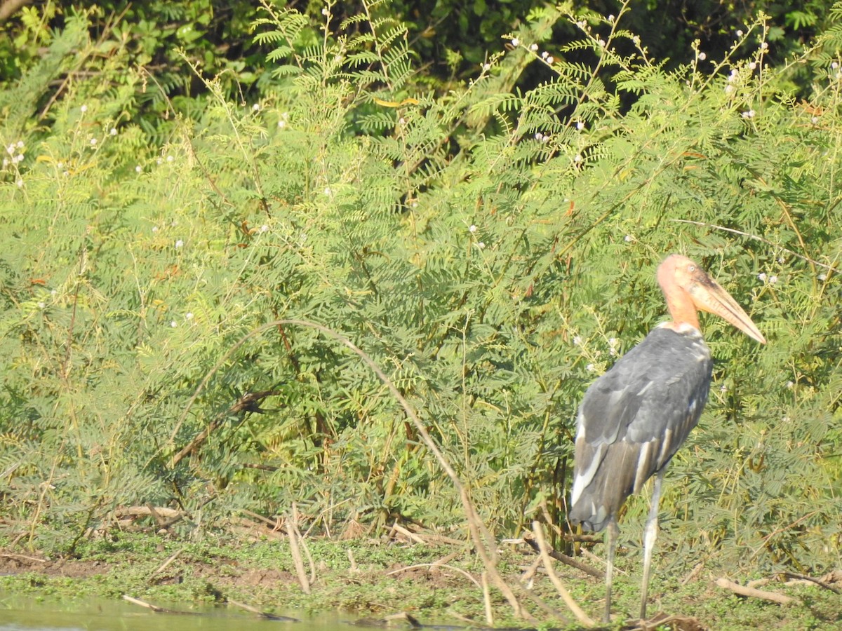 Greater Adjutant - ML164700711