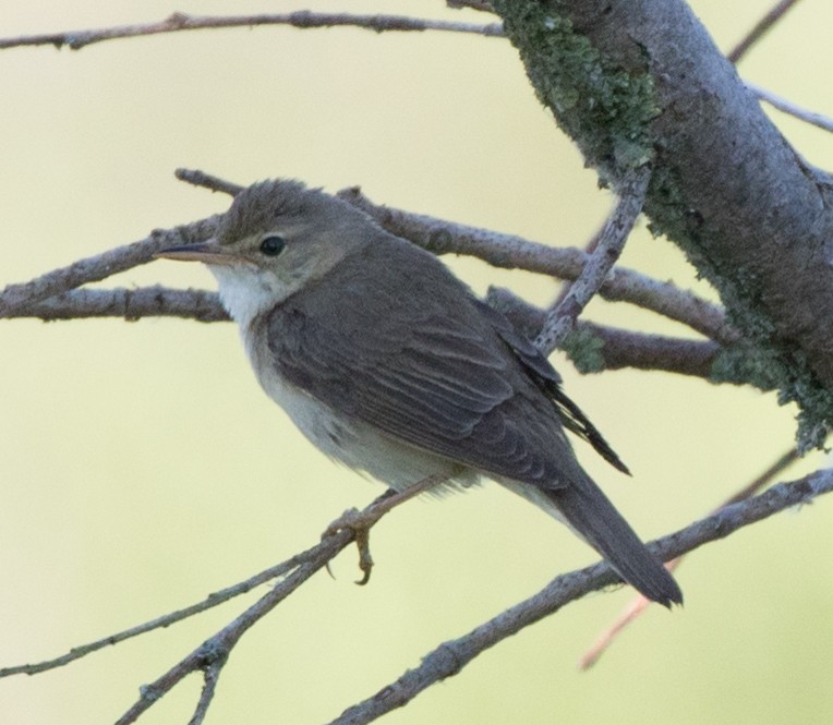 Marsh Warbler - ML164701691