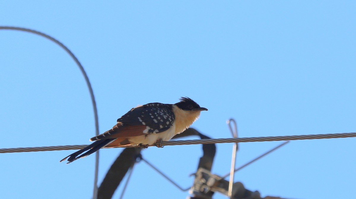 Great Spotted Cuckoo - ML164702321