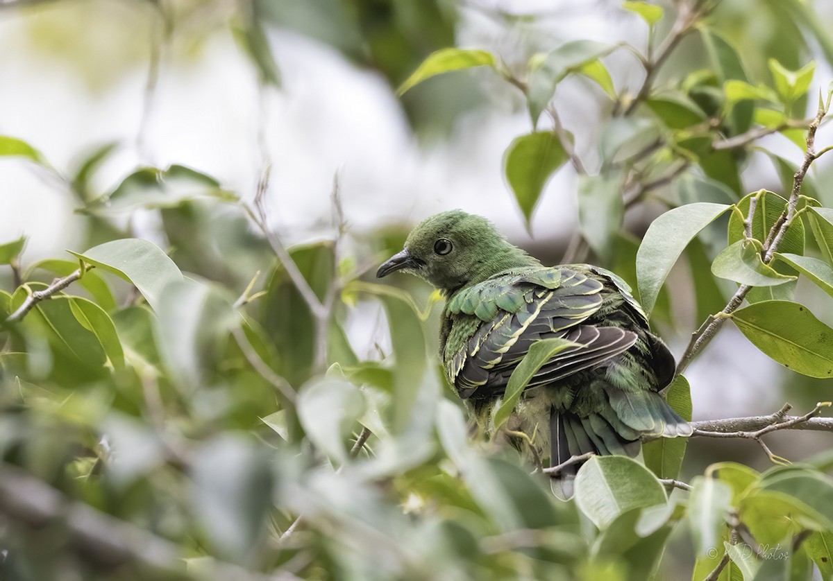 Superb Fruit-Dove - ML164703281