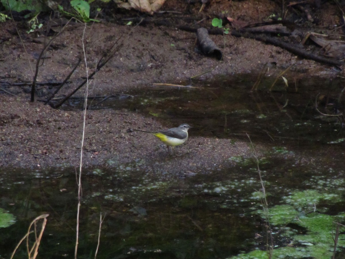 Gray Wagtail - ML164704051