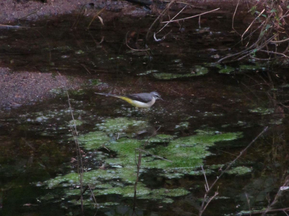 Gray Wagtail - ML164704091