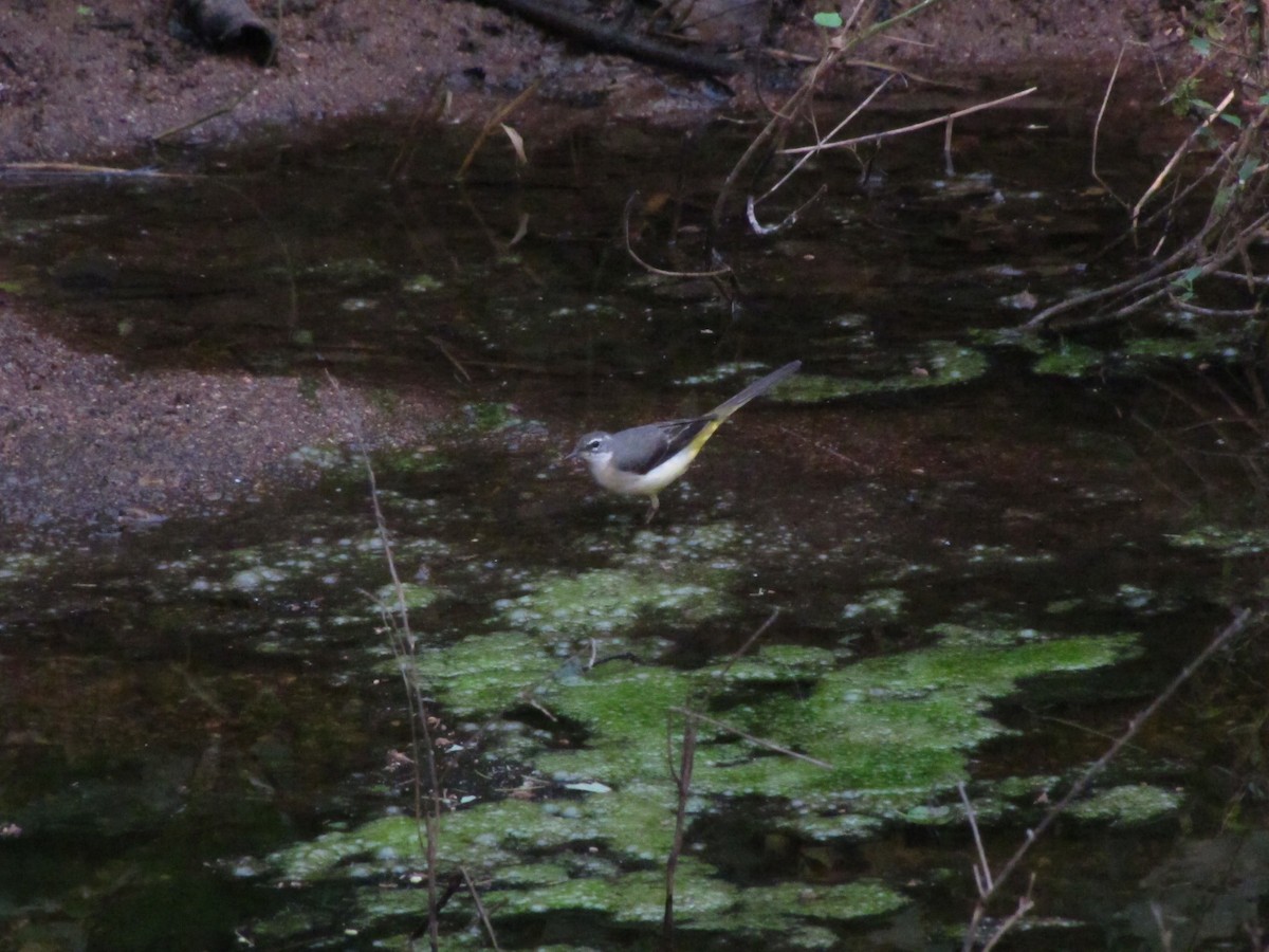 Gray Wagtail - ML164704101