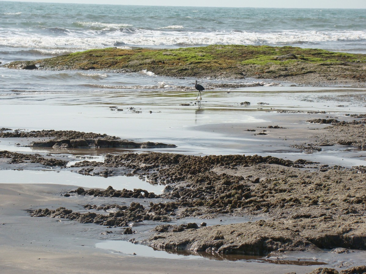 Western Reef-Heron - ML164704741