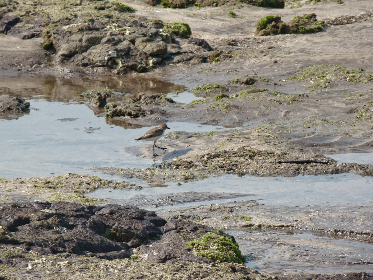 Greater Sand-Plover - ML164704761