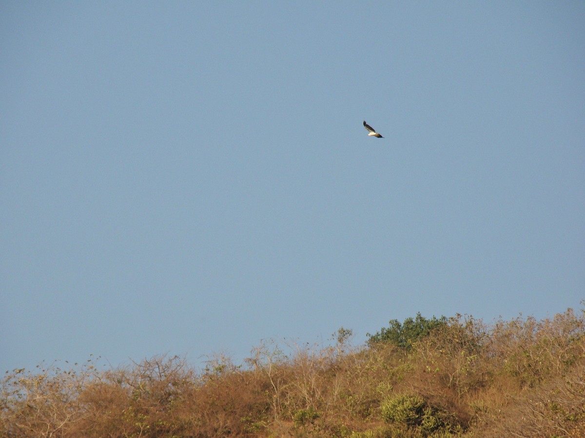 White-bellied Sea-Eagle - ML164704961