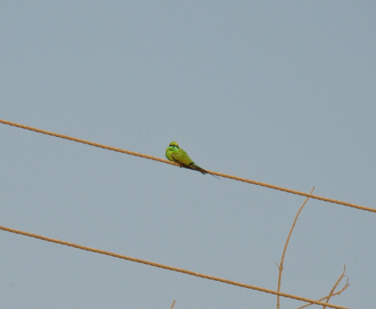 Asian Green Bee-eater - ML164704981