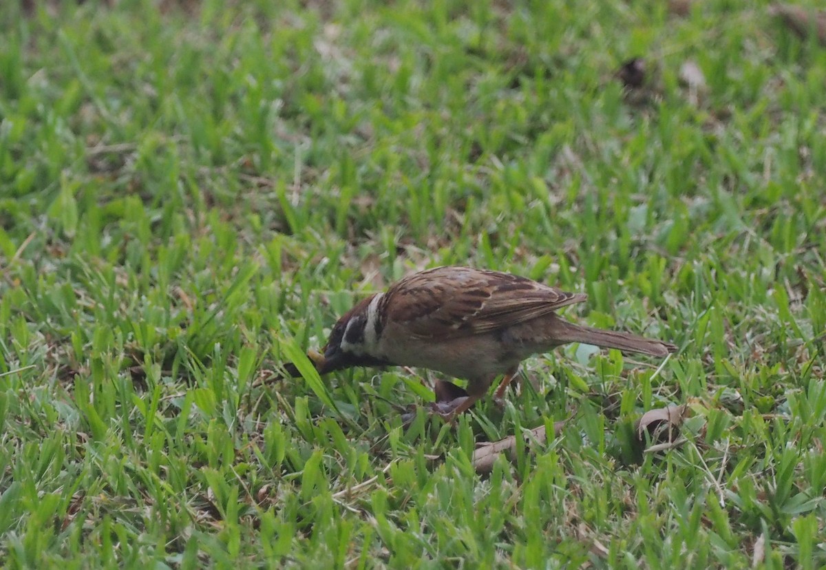 Eurasian Tree Sparrow - ML164706681