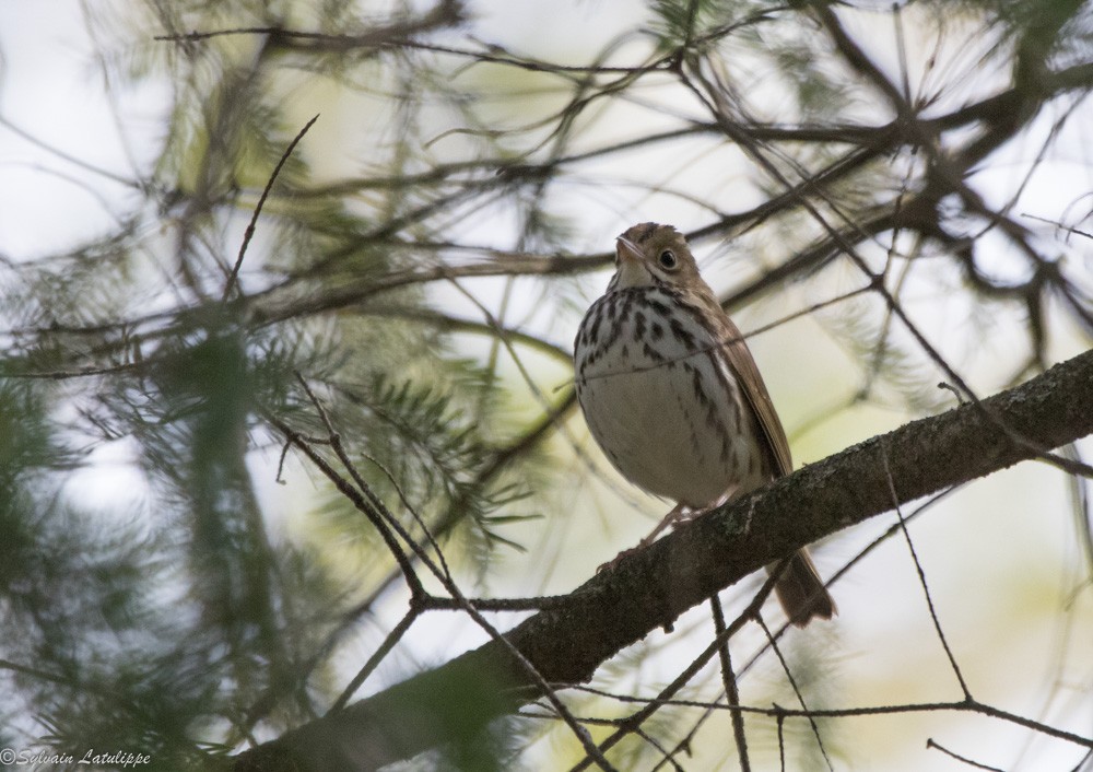 Ovenbird - ML164707421