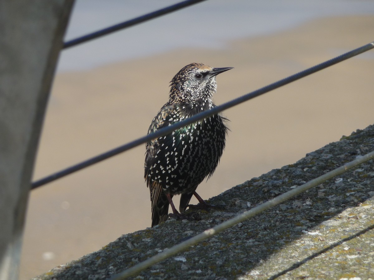 European Starling - ML164707431