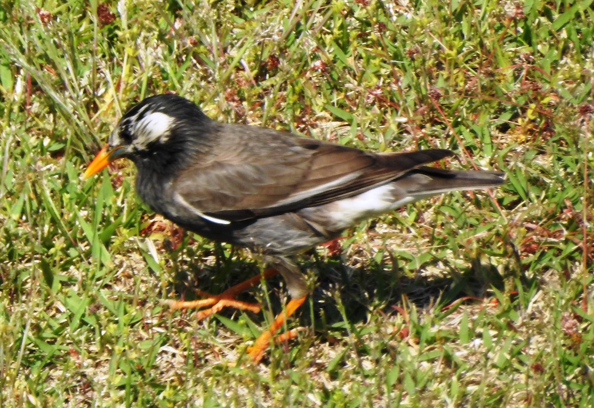 White-cheeked Starling - ML164708411