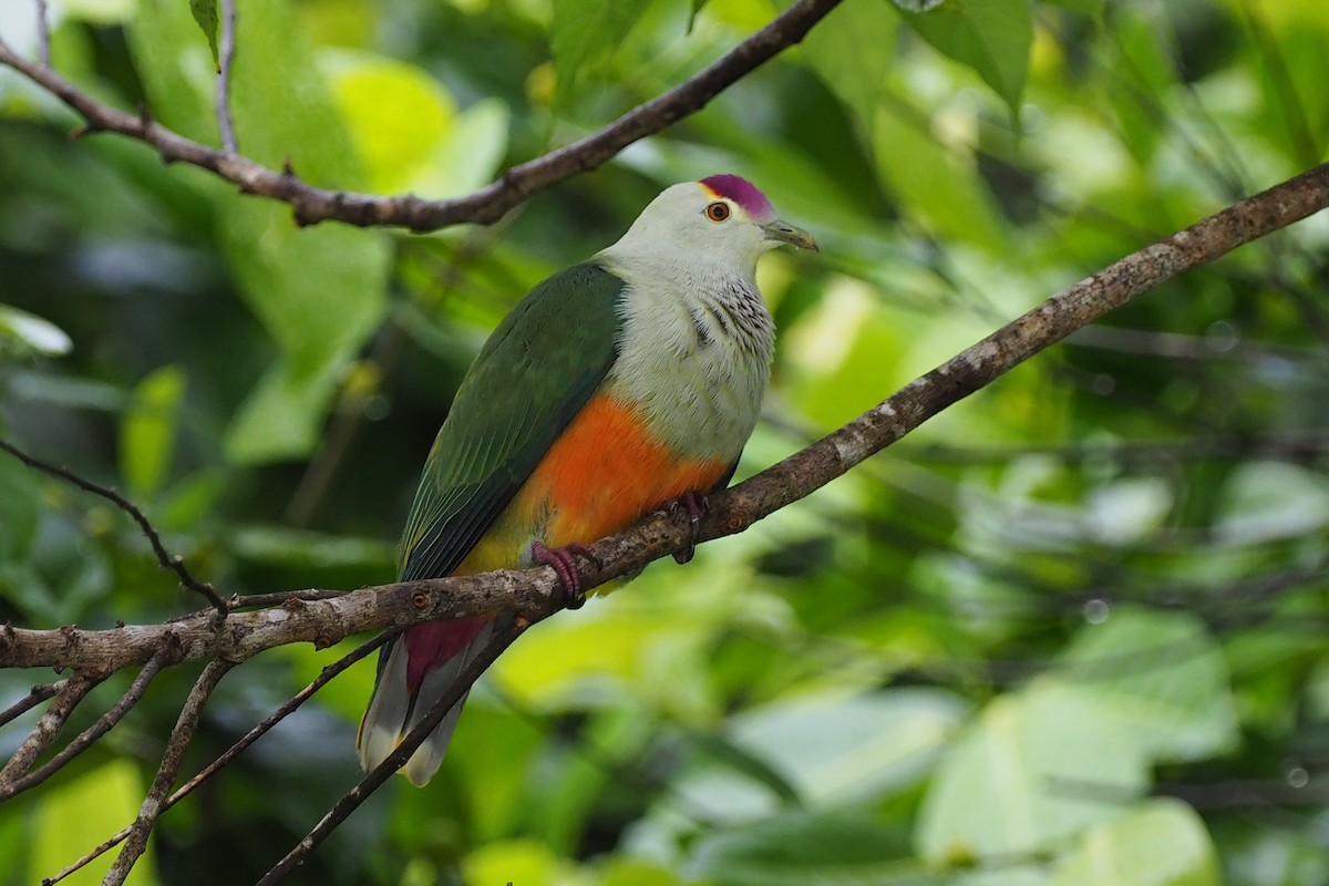 Palau Fruit-Dove - Scott (瑞興) LIN(林)