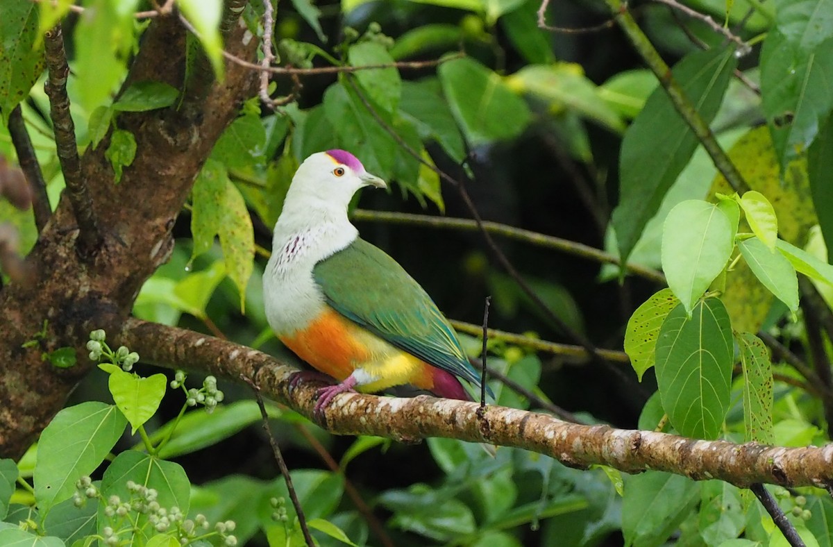 Palau Fruit-Dove - ML164710351