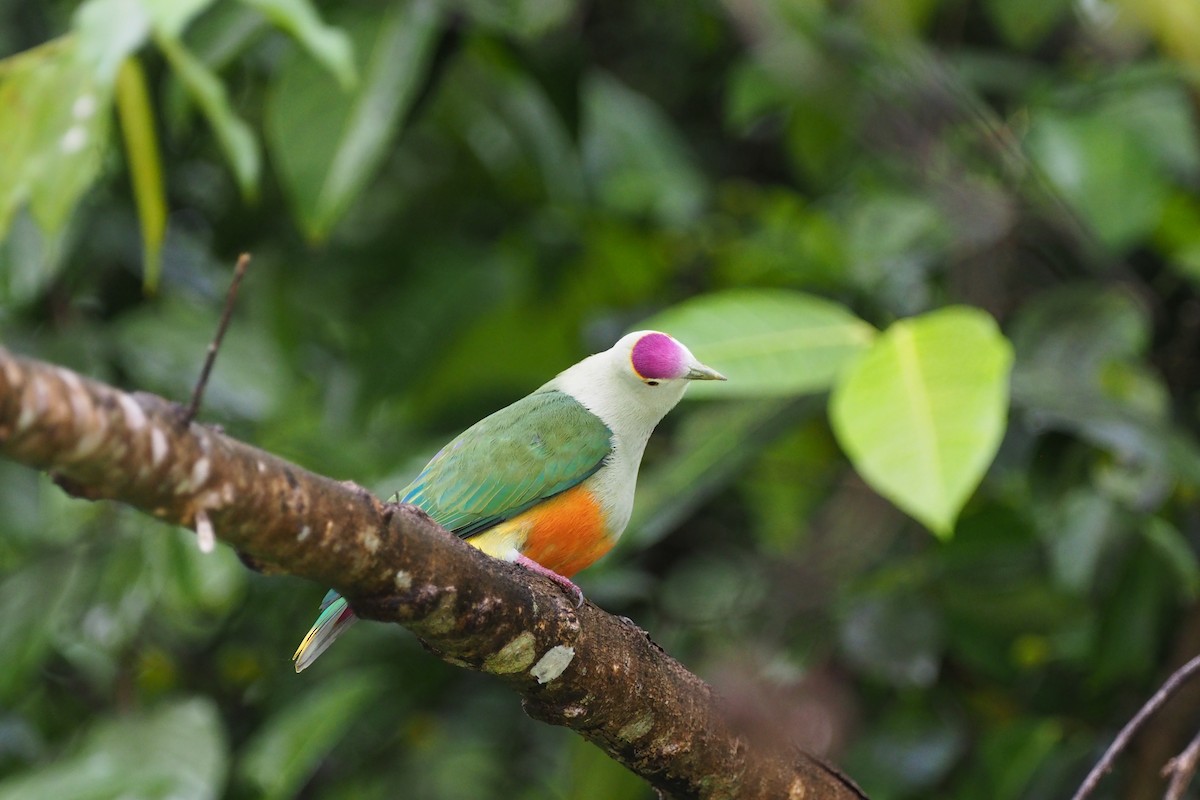 Palau Fruit-Dove - ML164710361