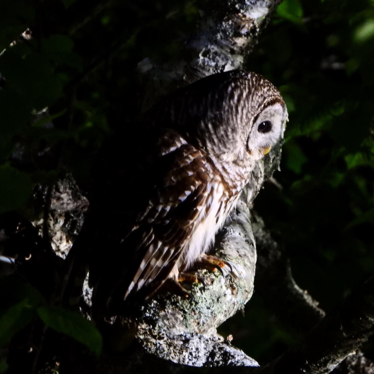 Barred Owl - ML164710751