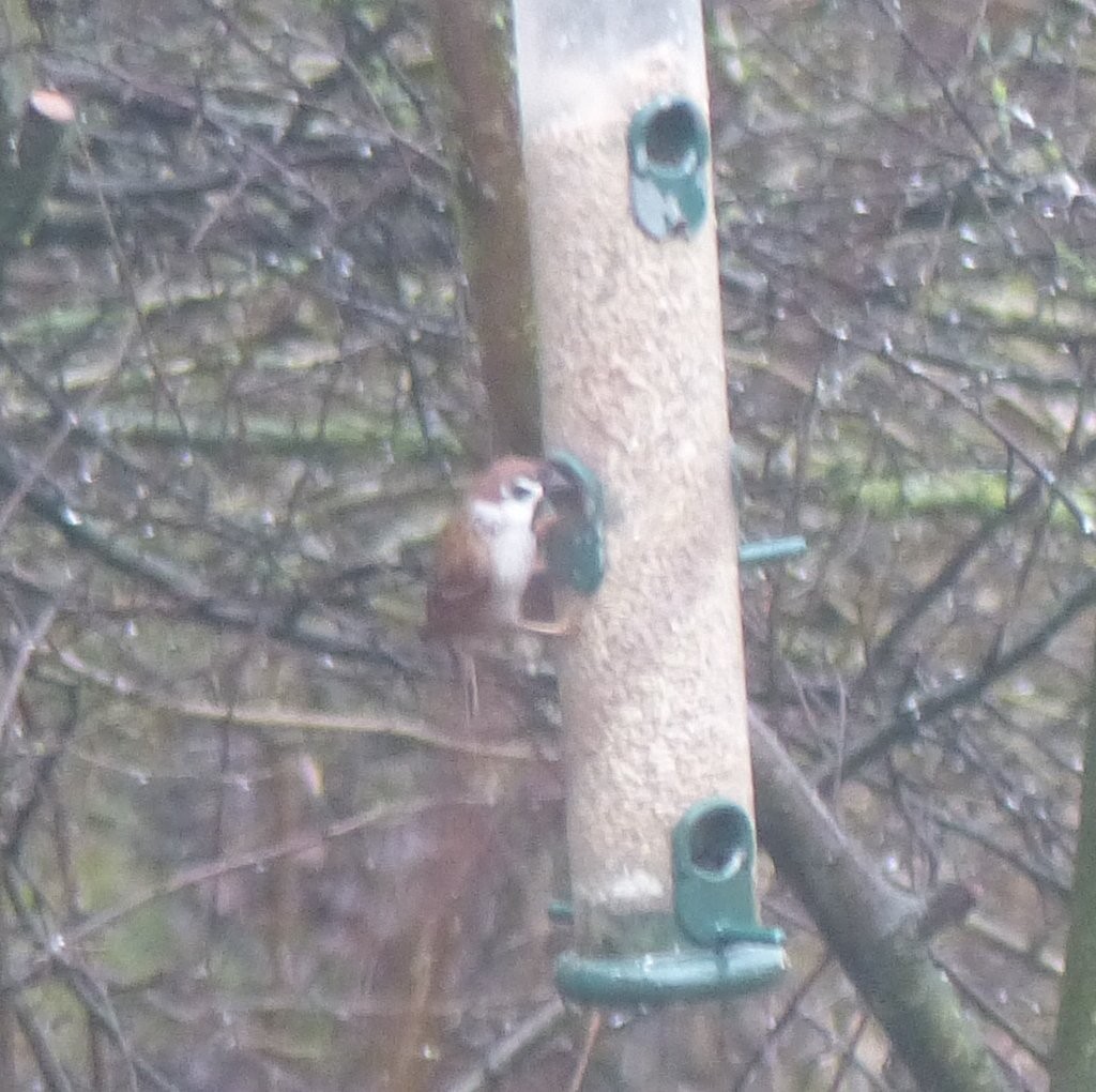 Eurasian Tree Sparrow - ML164711111