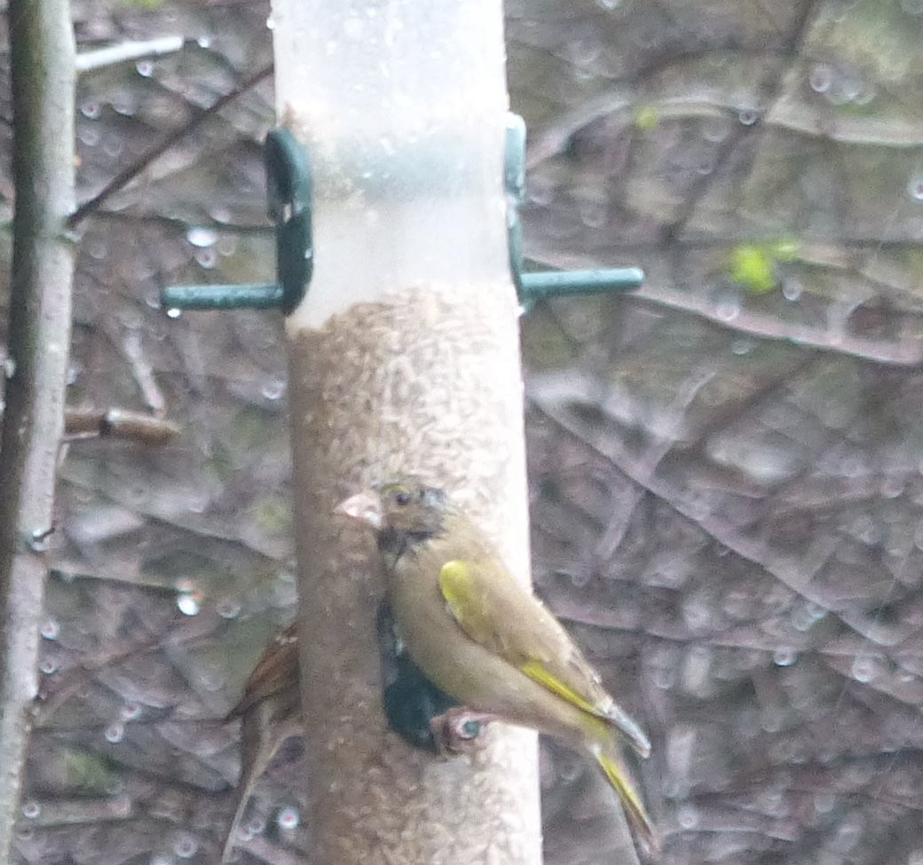 European Greenfinch - ML164711161