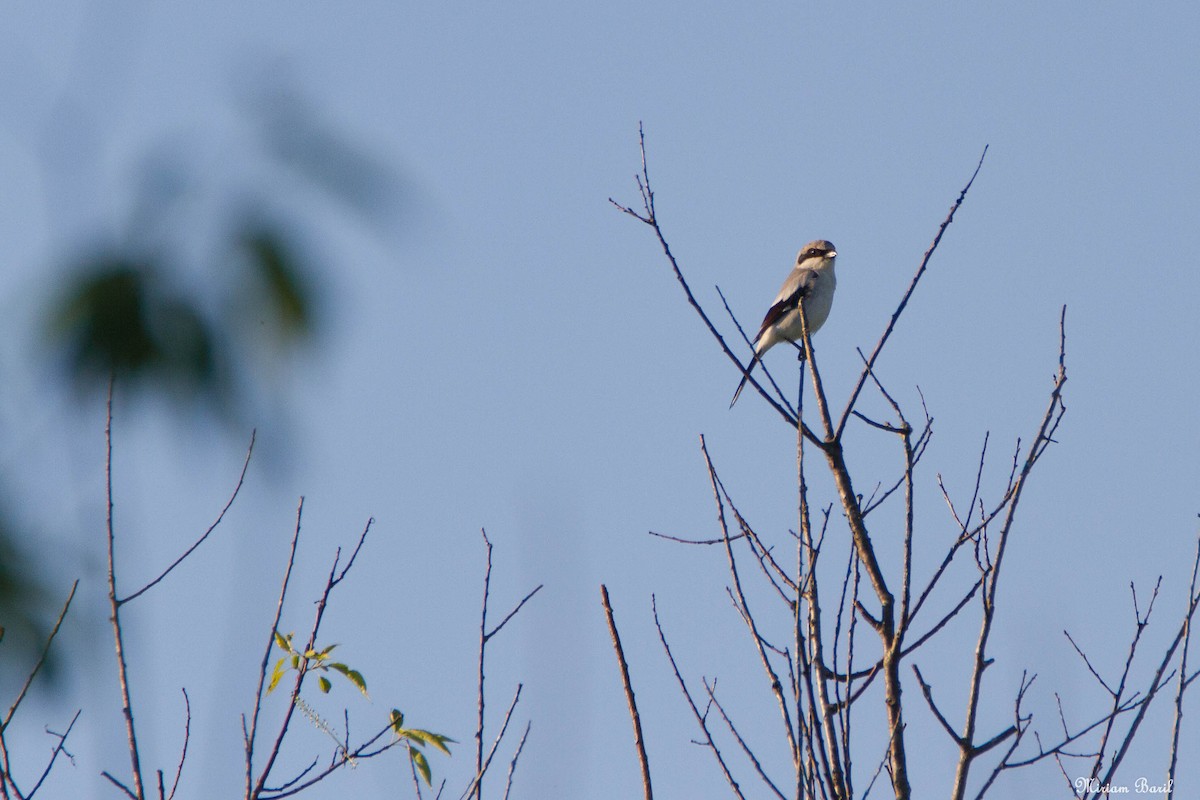 Loggerhead Shrike - Miriam Baril