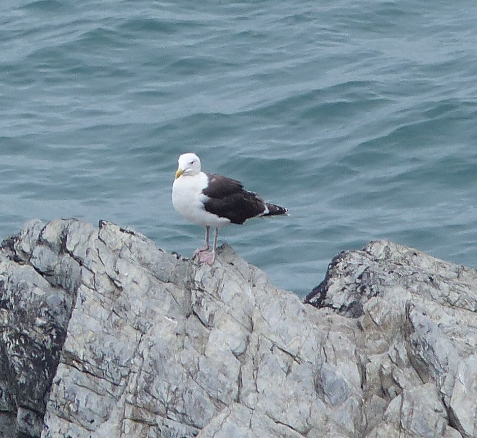 Great Black-backed Gull - ML164711501