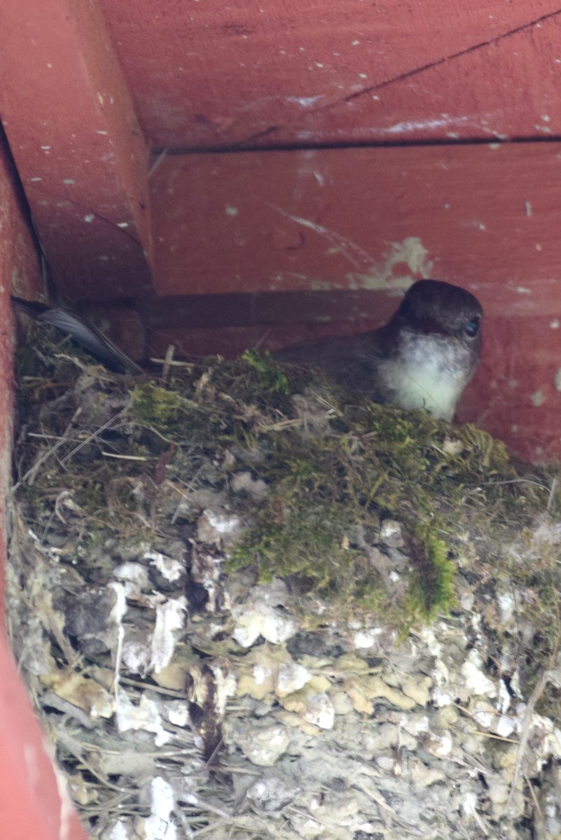 Eastern Phoebe - ML164712411