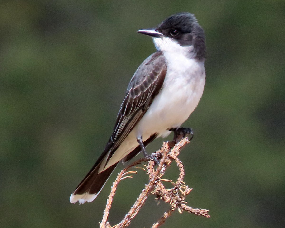 Eastern Kingbird - ML164712791